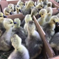 獅頭鵝苗現貨出售低價出售成年獅頭鵝鵝苗價格便宜好養活量大包郵